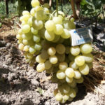 Grape variety Anthony the Great