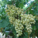 Blagovest grape variety