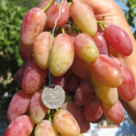 Dixon grape variety