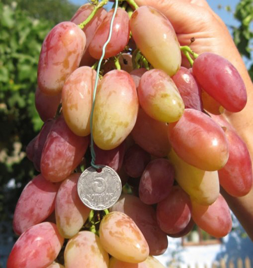 Dixon grape variety