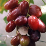 Favor grape variety