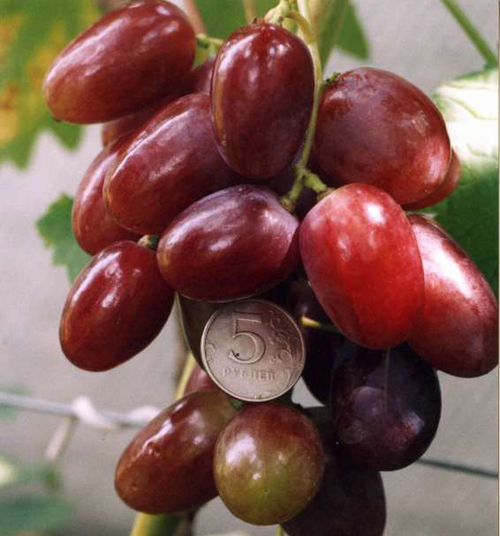 Favor grape variety