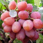 Chameleon grape variety