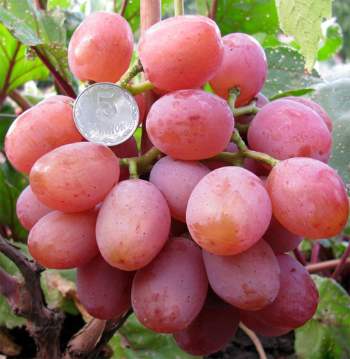 Chameleon grape variety