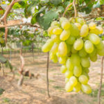 Sicily grape variety