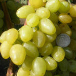 Grape variety Zarnitsa