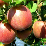 Fuji apple variety