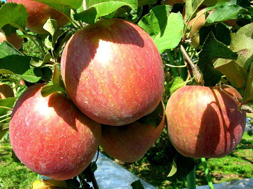 Fuji apple variety