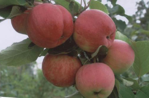 Apple variety Aksyon