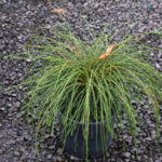 Thuja melipat Vipcord