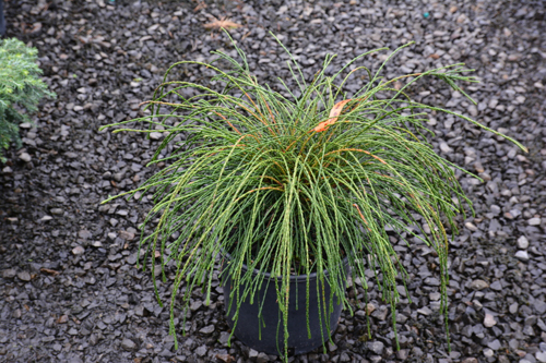 Thuja melipat Vipcord