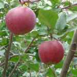 Apple variety Aprelskoe