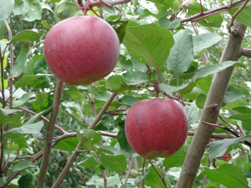 Apple variety Aprelskoe