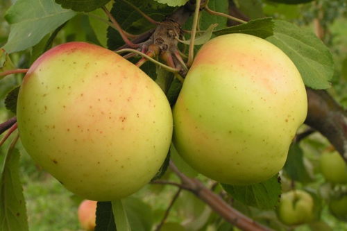 Apple variety Banana