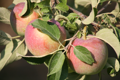 Apple variety Williams Pride