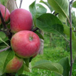 Apple variety Red early