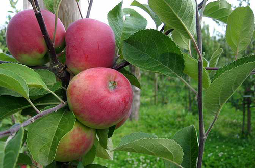 Apple variety Red early