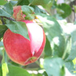 Apple variety Quinti