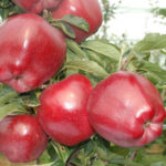 Apple variety Red Chief