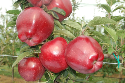 Apple variety Red Chief