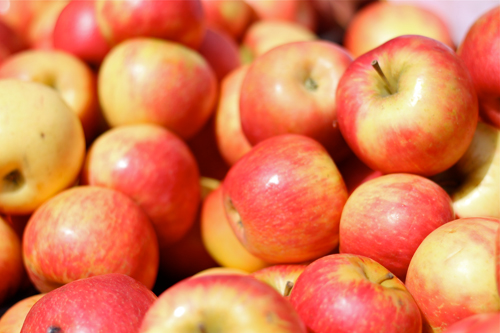 Honey Crisp apple variety