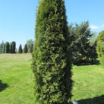 Thuja δυτικά Μαλόνια