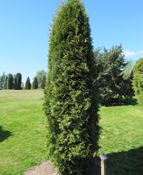 Thuja δυτικά Μαλόνια