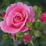 Rose Lavinia (Lawinia)