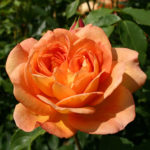 Rose Lady of Shalott