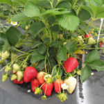 Aprica strawberry variety