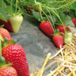 Brilla strawberry variety