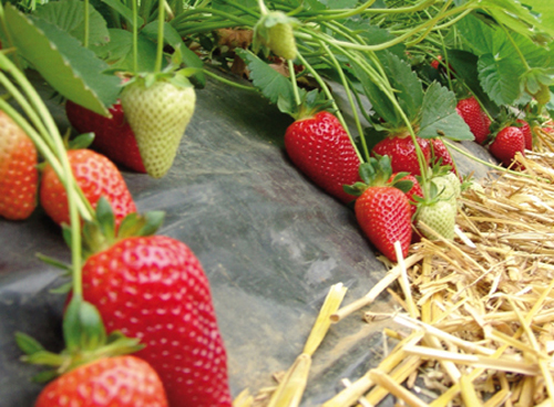 Brilla strawberry variety