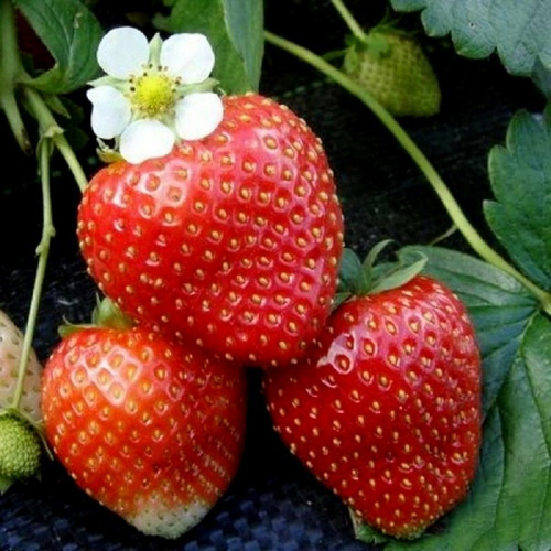 Pelbagai strawberi Florina