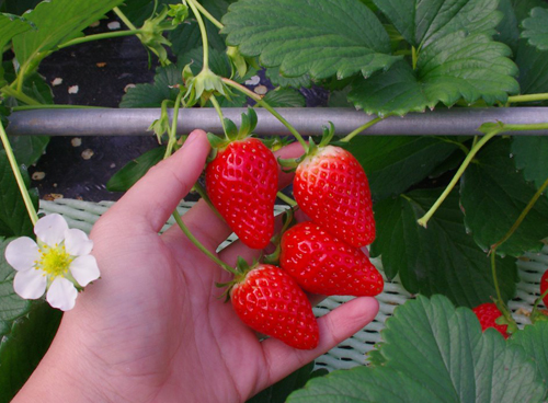 Godaan pelbagai strawberi (F1)