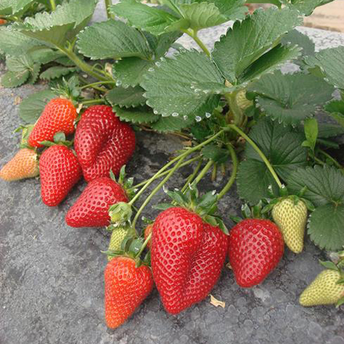 Malga strawberry variety