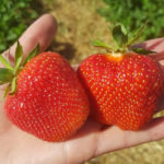 Pelbagai strawberi Onda