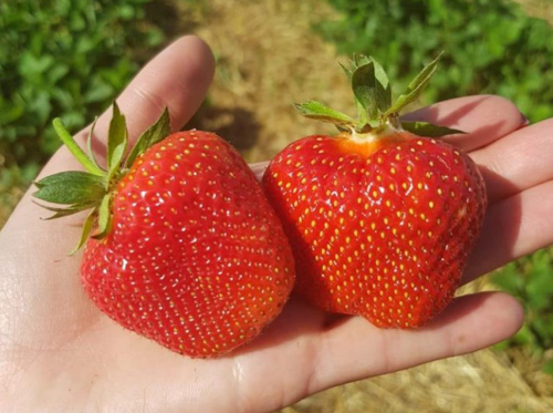 Pelbagai strawberi Onda