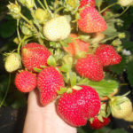 Strawberry variety Charlotte