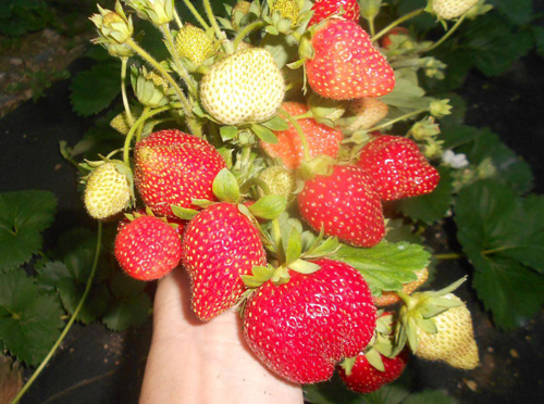 Strawberry variety Charlotte