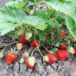 Strawberry variety Skala